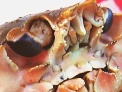 �C�̃G�C���A���H